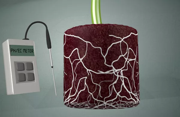 How to measure pH & EC from the roots?
